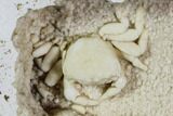 Fossil Crab (Potamon) Preserved in Travertine - Turkey #112336-1